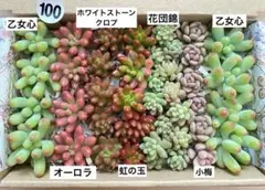 100 多肉植物　多肉弁当　詰め合わせ　寄せ植え　セット　カット苗　セダム