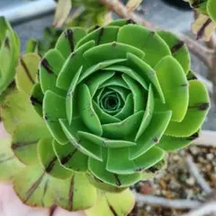 アエオニウム 多肉植物 レア ブードゥー ブラックシルキー 約16cm 抜き