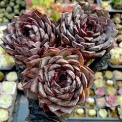 chibimimi様 リクエスト 3点 まとめ商品