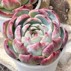 クッキー☆様 リクエスト 3点 まとめ商品