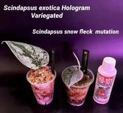 スキンダプサス スノーフレック ミューテーション ホワイトクリスタル