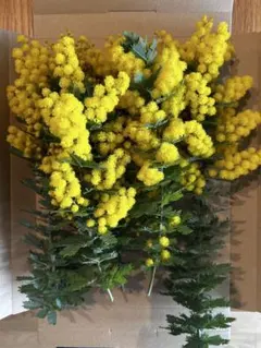 無農薬フレッシュミモザ　ネコポスいっぱい②