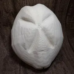 特大サイズ！ライオネスブンブク ウニ シーウーチン 殻