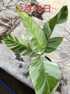 2026年最新】アエアエ バナナの人気アイテム - メルカリ