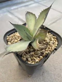 2025年最新】イシスメンシス パラサナの人気アイテム - メルカリ