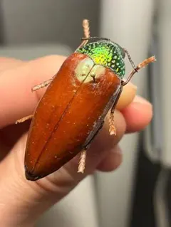 34mm】ヒスパヌスコガネオサムシ 標本 きらめく甲虫ゴミムシダマシコメ