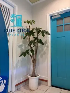 43【ドラセナ・コンパクタ約140cm】大型観葉植物｜西海岸インテリア｜ 65【ドラセナ・コンパクタ約140cm】大型観葉植物 - メルカリ
