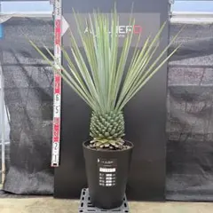 AL1340】ユッカ ロストラータ ランチョブルー 希少ダブルヘッド - メルカリ
