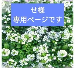 押し花素材 232