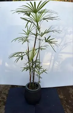 シュロチク棕櫚竹◾️220cm 土上からトップまで葉を茂らせた良い個体 シュロチク棕櫚竹◾️220cm 土上からトップまで葉を茂らせた良い個体