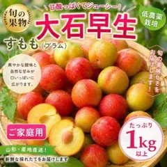 大石早生 すもも プラム 旬の果物 スモモ　1キロ以上　低農薬　ご家庭用のサムネイル