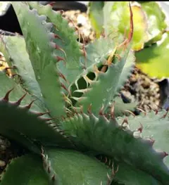 つ*ー様 【レア/300円スタート】パリーハイブリッド　中株　アガベ　パリー　吉 A*3様 【レア/300円スタート】パリーハイブリッド 中株 アガベ