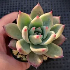 2025年最新】リンゼアナ 中里の人気アイテム - メルカリ