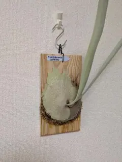 2025年最新】ベイチーワイルドの人気アイテム - メルカリ