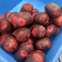 프레시 그랜드 페티카 5kg “상자에 담았습니다”