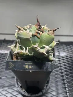 アガベ　魔丸　陶器鉢ごとの出品です。 鉢のまま発送】 アガベ チタノタ 魔丸 - メルカリ