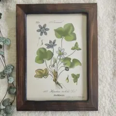 2025年最新】植物図鑑 アンティークの人気アイテム - メルカリ