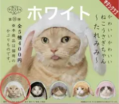 ねこのかぶりもの ねこうさぎちゃん たれみみ ホワイト 猫 服 かぶりもの 白