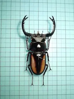 2026年最新】シカクワガタ 標本の人気アイテム - メルカリ