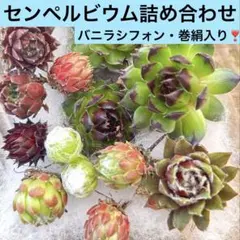 センペルビウム詰め合わせ