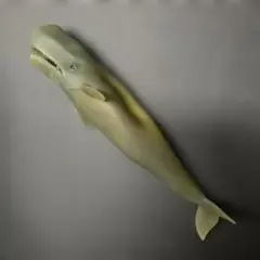 マッコウクジラ　 くじら　&co デアゴスティーニ　アンドコ