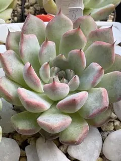 ちゃーハン様 リクエスト 2点 まとめ商品