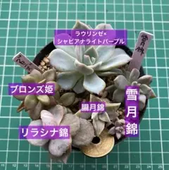 ❤️専用❤️リラシナ錦❤️抜き苗　　　　　　　　　　　　　　　　　週末セール♪ 2025年最新】リラシナ錦の人気アイテム - メルカリ