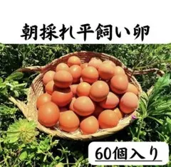 200個入り　宮下養鶏の朝採れ平飼い卵 60個入り 佐伯養鶏の朝採れ平飼い卵 - メルカリ