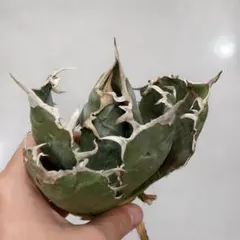 2026年最新】アガベ陽炎の人気アイテム - メルカリ