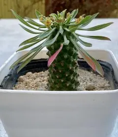 2026年最新】鉄甲丸の人気アイテム - メルカリ