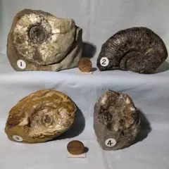 北海道アンモナイト化石　浸食された正常巻４点＋関係資料４点