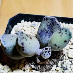 多肉植物❣️アドロミスクス クーペリー❣️韓国苗育成 抜き苗 f135のサムネイル