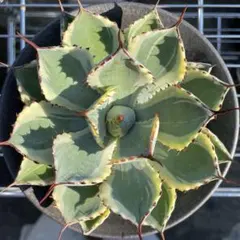 アガベ　吉翔冠錦　極上優秀株 　2株　チタノタ　抜き苗 アガベ 吉翔冠錦 極上優秀株 2株 チタノタ 抜き苗