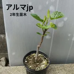 Morro de Bou イチジク 2年生苗木 - メルカリ