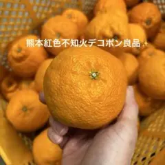 熊本紅色不知火デコポン良品のサムネイル