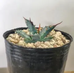 2026年最新】エボリスピナ の人気アイテム - メルカリ