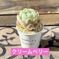 ꕤ クリームベリー 1苗 大サイズ ꕤ 多肉植物 ꕤ 韓国苗 ꕤ レア ꕤ
