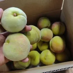 摘果桃　硬い桃　６０サイズ箱満杯詰め　２３００ｇ以上のサムネイル
