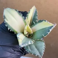 2026年最新】白鯨錦の人気アイテム - メルカリ