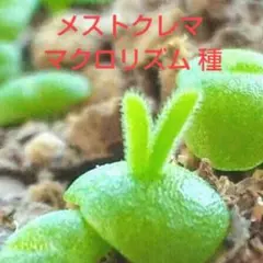 多肉植物 メストクレマ マクロリズム の種 30粒 育て方説明書付きのサムネイル