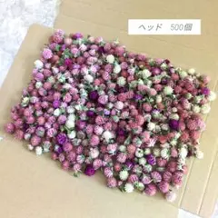 ドライフラワー　千日紅　ヘッド500個