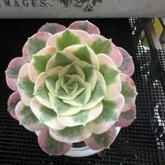 53#観葉植物 アエオニウム錦❤️ 海仙❤️1大頭 15cm拨き苗 - メルカリ