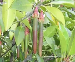 オヒルギ　マングローブ　挿し木用/枝　（1本）　観葉/植物/干潟/樹木/沖縄/緑のサムネイル