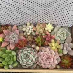 多肉植物　カット苗　寄せ植えセット