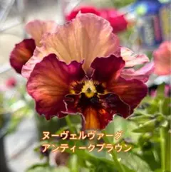 アンティークブラウンビオラの種20粒 ヌーヴェルヴァーグのサムネイル