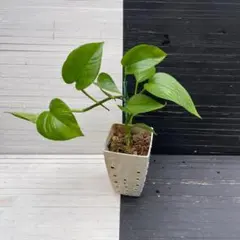 2025年最新】ポトステルノの人気アイテム - メルカリ