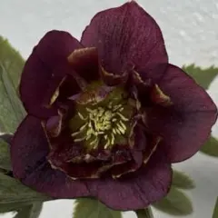 2025年最新】クリスマスローズ 雅の人気アイテム - メルカリ