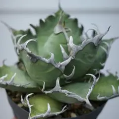 2026年最新】アガベ シーザー 子株の人気アイテム - メルカリ