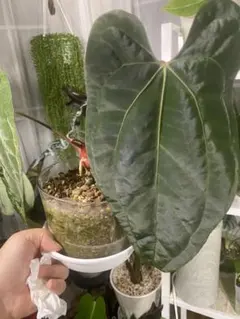 吉*樹様 Anthurium AOS✖️RVDP斑入り - メルカリ