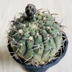 多肉植物　サボテン　ギムノカリキウム　バッテリー 実生のサムネイル